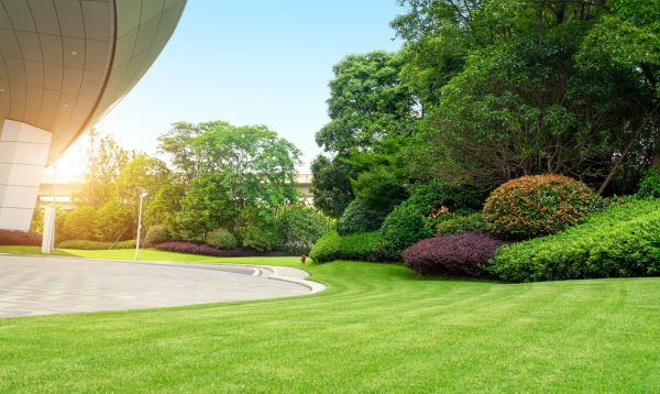 Commercial Shrub Trimming in Millsboro