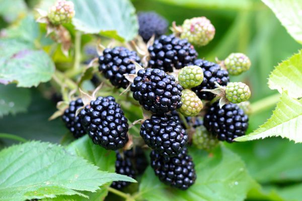 Blackberry Bush Removal in Millsboro