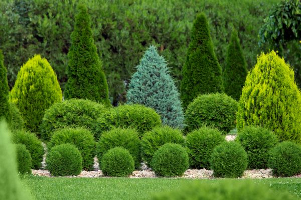 Bush Shaping Service in Millsboro