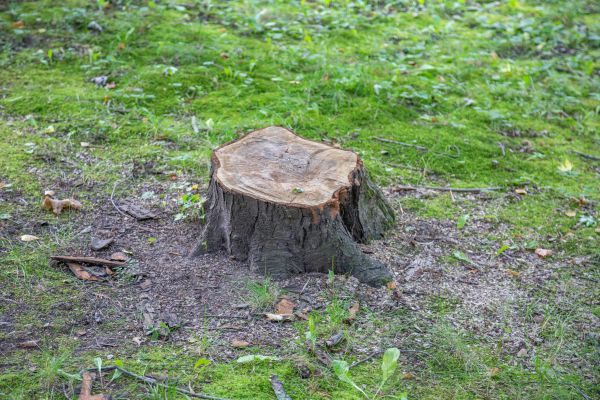 Bush Stump Removal in Millsboro