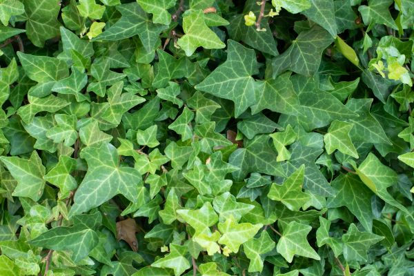 Cost of English Ivy Removal in Millsboro