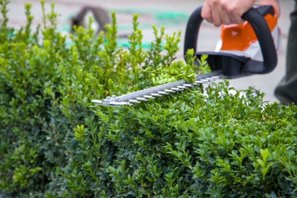 Hedge Pruning in Millsboro