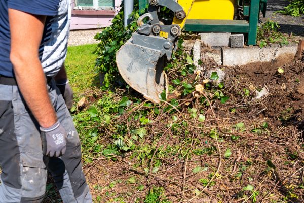 Hedge Removal Service in Millsboro