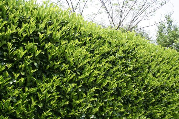 Laurel Removal in Millsboro