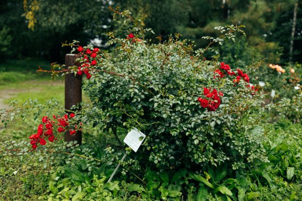 Rose Bush Removal in Millsboro