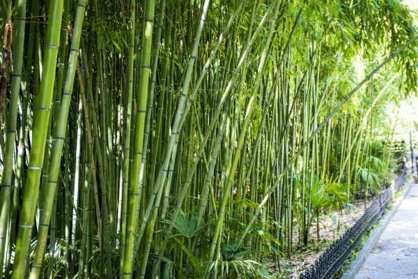 Bamboo Root Removal in Millsboro