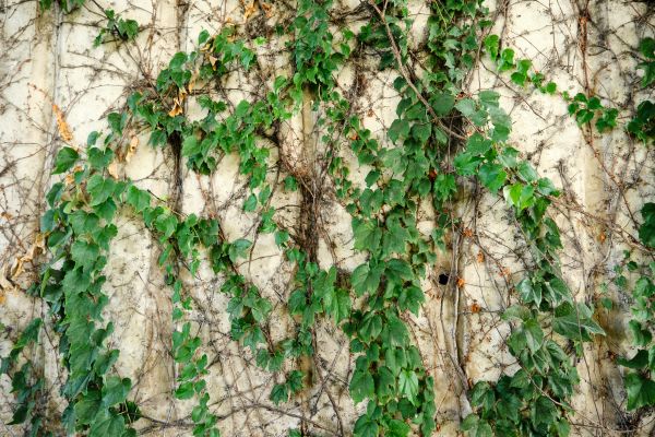 Vine Removal Service in Millsboro