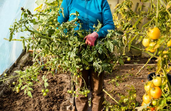 Garden Plant Removal in Millsboro