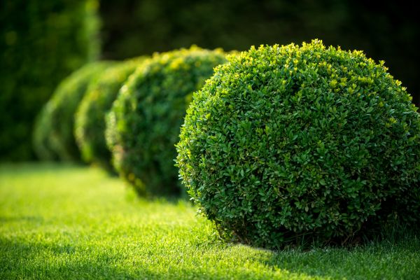 Bush Pruning in Millsboro