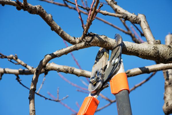 Cost of Selective Pruning in Millsboro