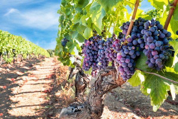 Grapevine Pruning in Millsboro