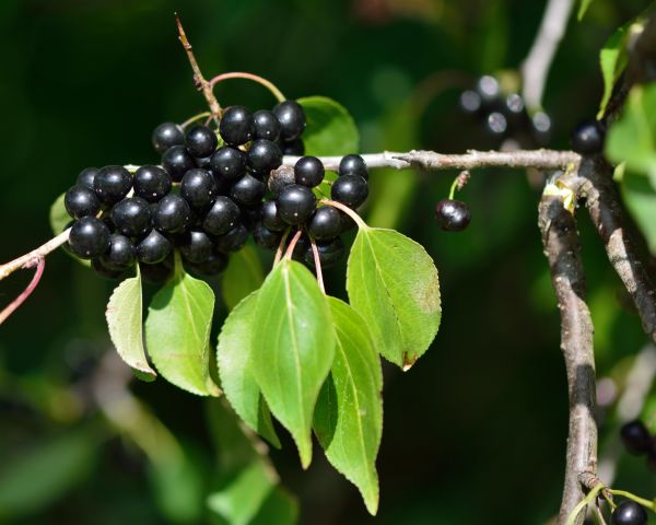 Cost of Buckthorn Removal in Millsboro