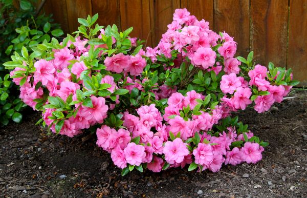 Azaleas Removal in Millsboro