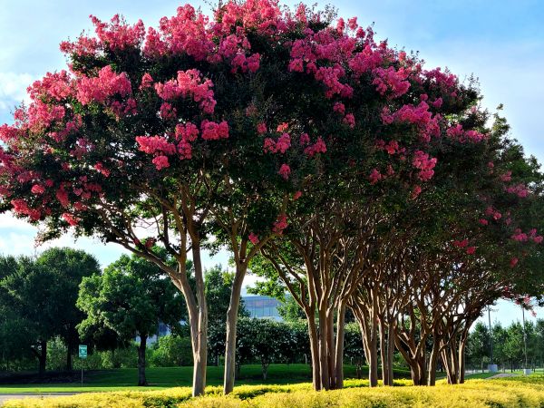 Crepe Myrtle Pruning in Millsboro