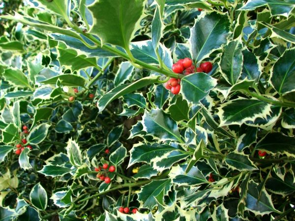 Cost of Holly Bushes Trimming in Millsboro