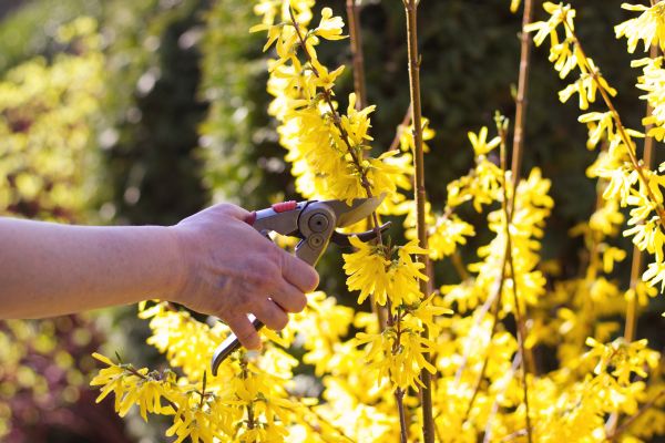 Forsythia Pruning in Millsboro
