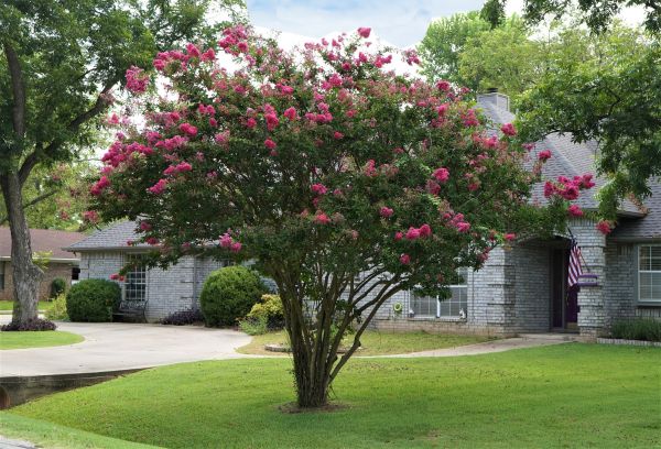Crepe Myrtle Trimming in Millsboro