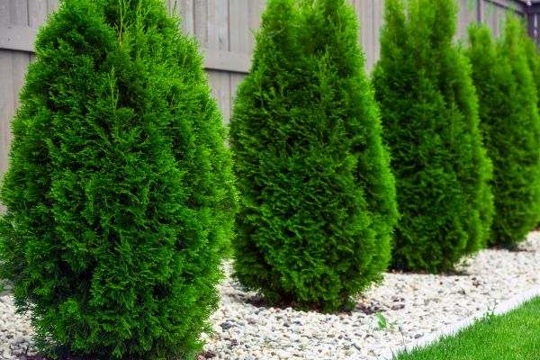 Arborvitae Removal in Millsboro