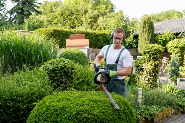 Shrubs Trimming in Millsboro