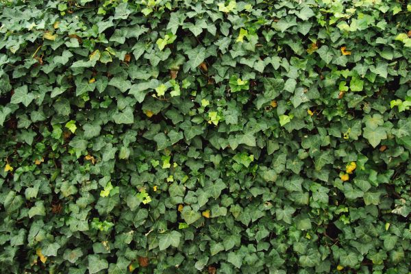 Ivy Pruning service in Millsboro