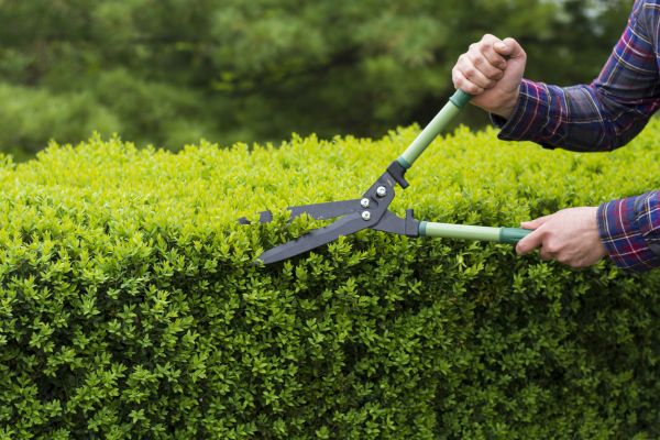 Cost of Evergreen Shrub Pruning in Millsboro