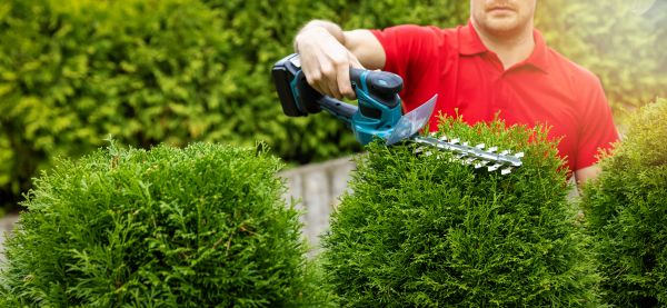 Hedge Shaping Service in Millsboro