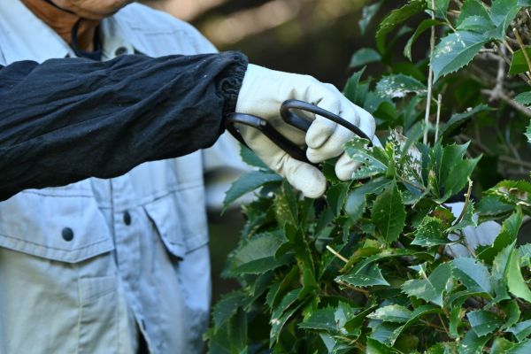 Holly Pruning in Millsboro