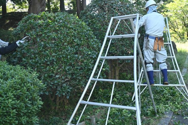 Holly Shaping in Millsboro
