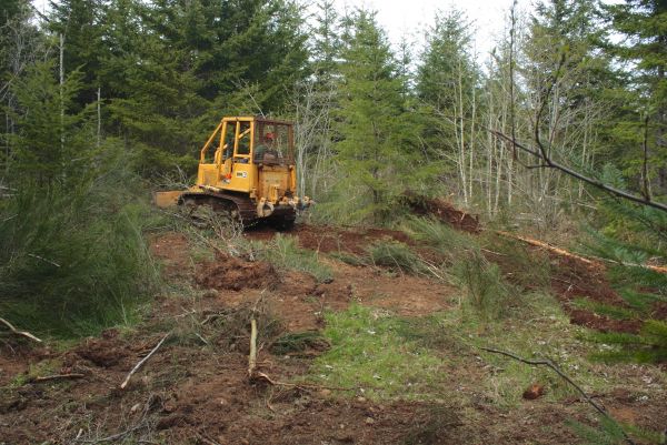 Shrubbery Clearing in Millsboro