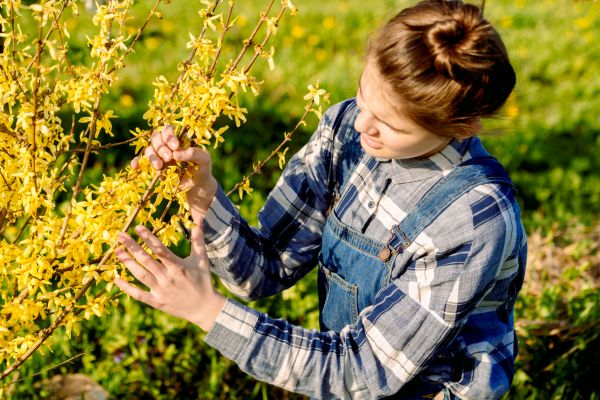 Cost of Forsythia Trimming in Millsboro