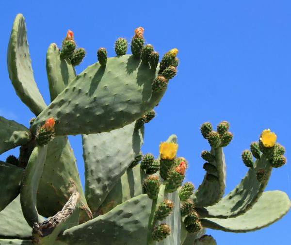 Cost of Cactus Removal in Millsboro