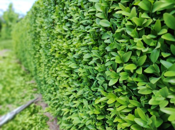 Boxwood Pruning in Millsboro