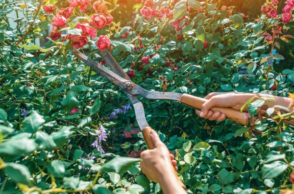 Knockout Roses Pruning in Millsboro