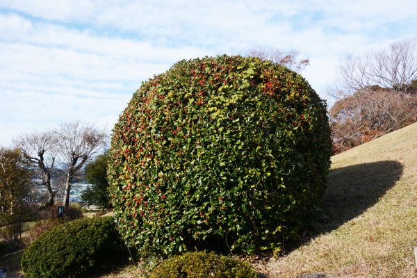 Cost of Holly Shrub Pruning in Millsboro