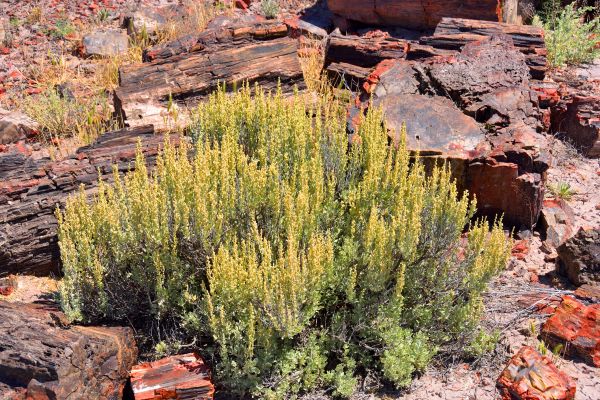 Cost of Sagebrush Removal in Millsboro