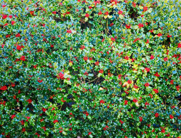 Holly Bush Removal in Millsboro