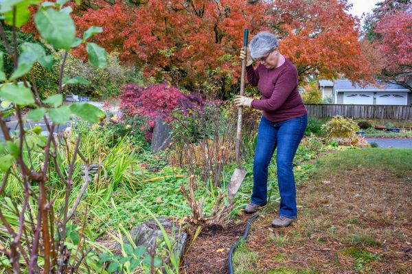 Cost of Dead Bush Removal in Millsboro