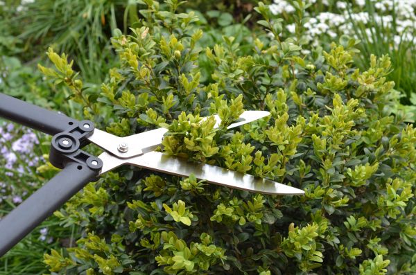 Boxwood Trimming in Millsboro