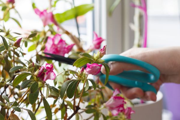 Azalea Pruning in Millsboro