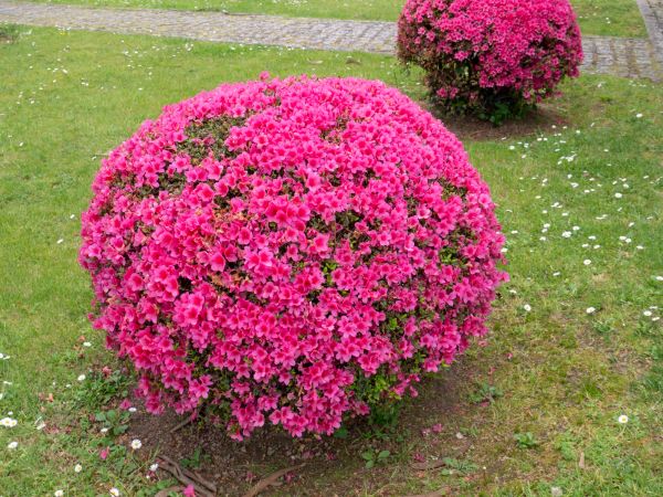 Cost of Rhododendron Pruning in Millsboro