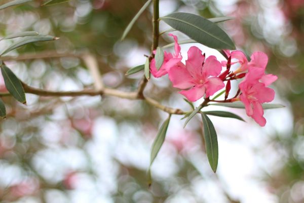 Cost of Oleander Removal in Millsboro