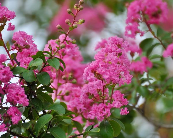 Crepe Myrtle Removal in Millsboro