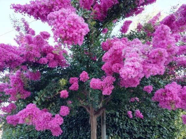 Cost of Crape Myrtle Pruning in Millsboro