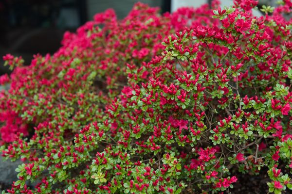 Weigela Removal Service in Millsboro