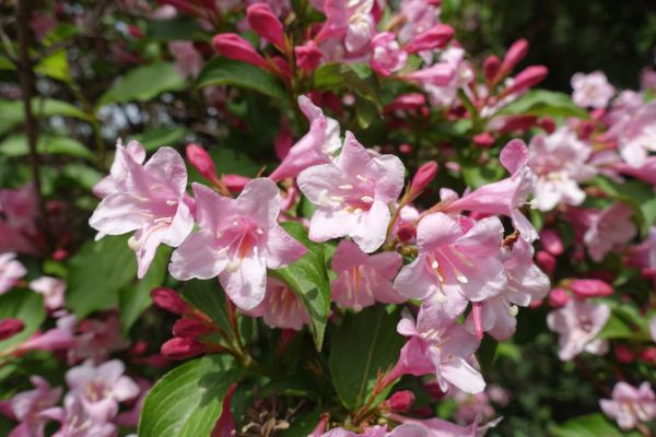 Weigela Pruning Service in Millsboro