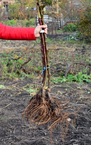 Cost of Shrub Root Removal in Millsboro