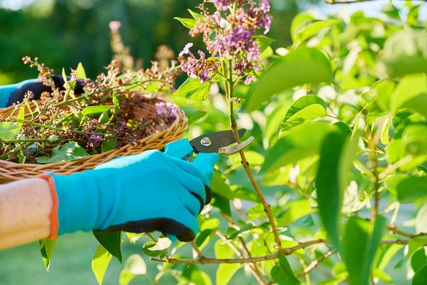 Lilac Trimming Service in Millsboro