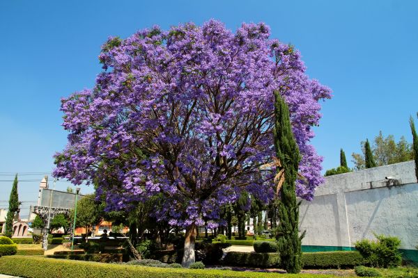 Cost of Jacaranda Pruning in Millsboro