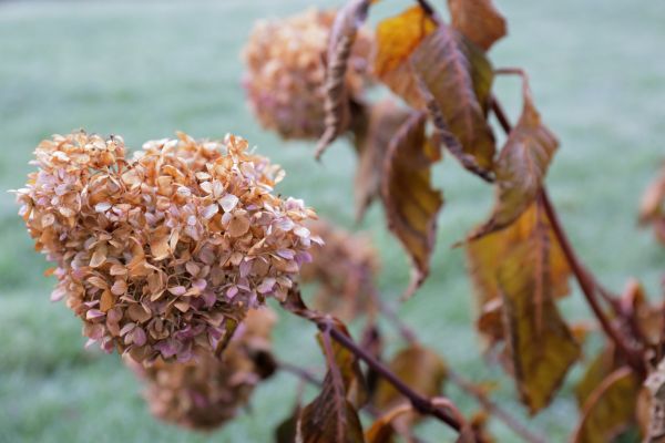 Hydrangea Removal in Millsboro
