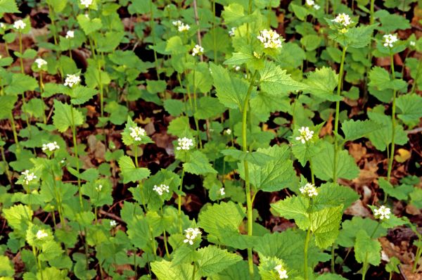 Cost of Garlic Mustard Removal in Millsboro